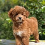Daniella-female-maltipoo-puppy-for-sale- (4)