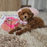 Daniella-female-maltipoo-puppy-for-sale- (4)