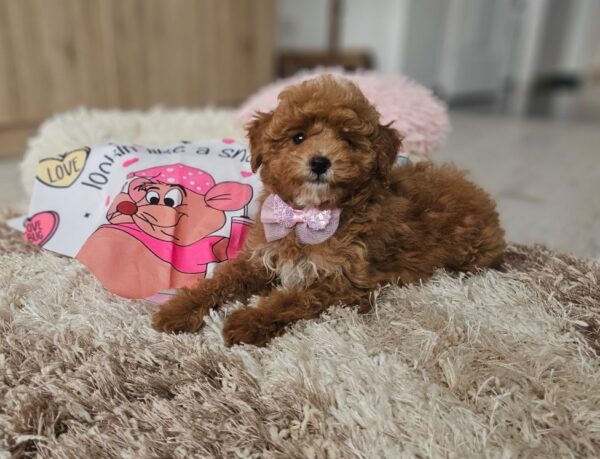 Daniella Maltipoo Daniella Maltipoo