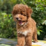 Daniella-female-maltipoo-puppy-for-sale- (5)