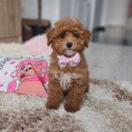 Daniella-female-maltipoo-puppy-for-sale- (5)