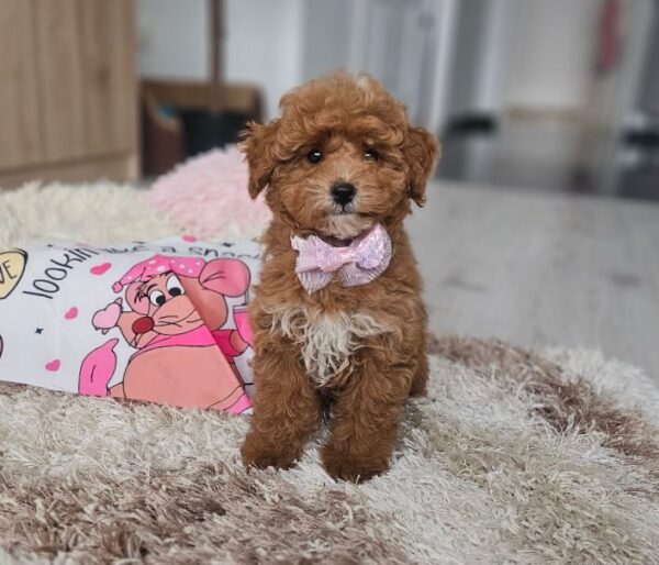 Daniella Maltipoo Daniella Maltipoo