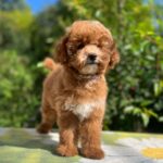 Daniella-female-maltipoo-puppy-for-sale- (6)