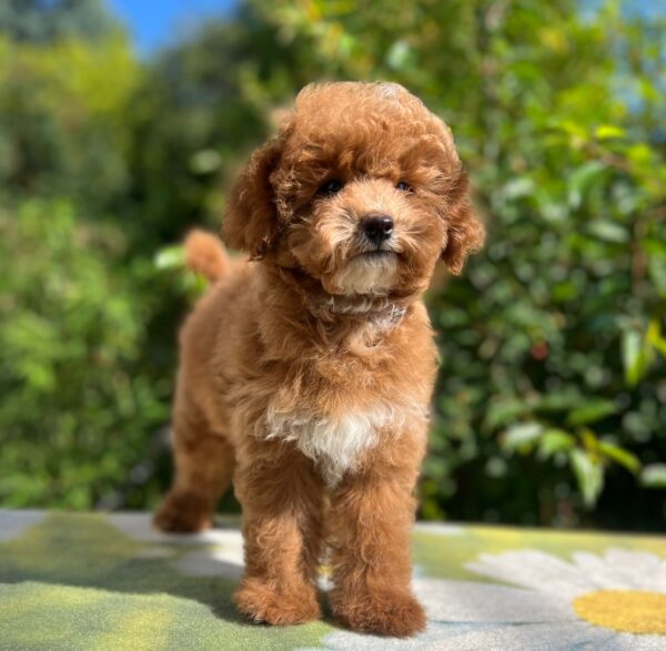 Daniella Maltipoo Daniella Maltipoo