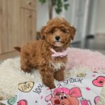 Daniella-female-maltipoo-puppy-for-sale- (6)