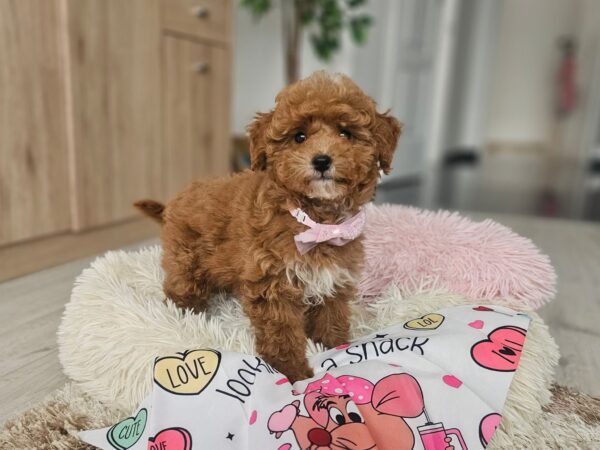 Daniella Maltipoo Daniella Maltipoo