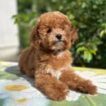 Daniella-female-maltipoo-puppy-for-sale- (7)