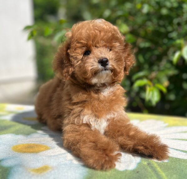Daniella Maltipoo Daniella Maltipoo
