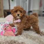 Daniella-female-maltipoo-puppy-for-sale- (7)
