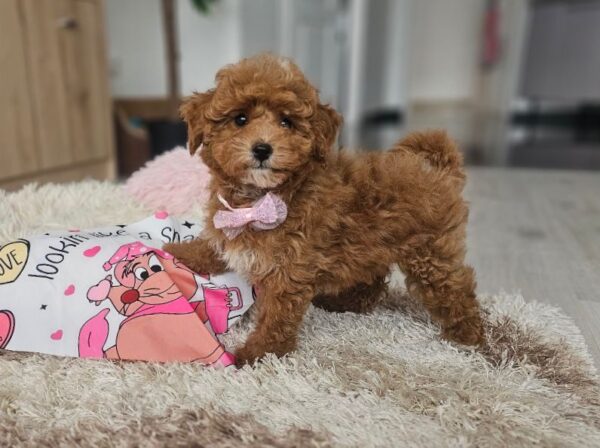 Daniella Maltipoo Daniella Maltipoo