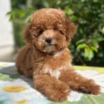 Daniella-female-maltipoo-puppy-for-sale- (8)