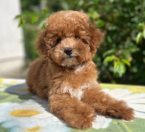 Daniella Maltipoo Daniella Maltipoo