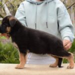 Dark-male-German-shepherd-puppy-for-sale-1 (1)