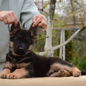 Dark German Shepherd Dark German Shepherd