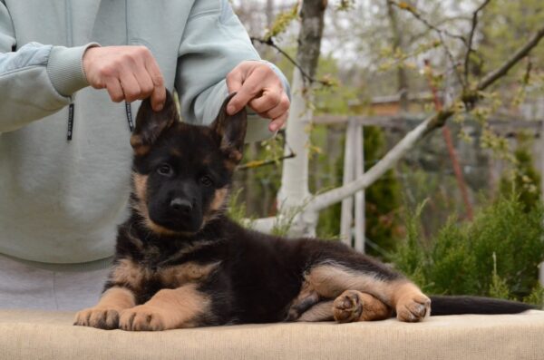Dark German Shepherd Dark German Shepherd