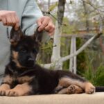 Dark-male-German-shepherd-puppy-for-sale-1 (3)