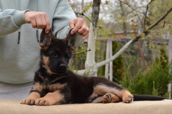 Dark German Shepherd Dark German Shepherd