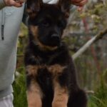 Dark-male-German-shepherd-puppy-for-sale-1 (4)