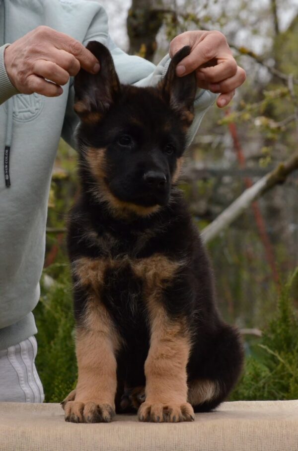 Dark German Shepherd Dark German Shepherd