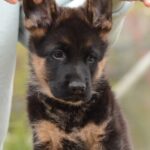 Dark-male-German-shepherd-puppy-for-sale-1 (5)