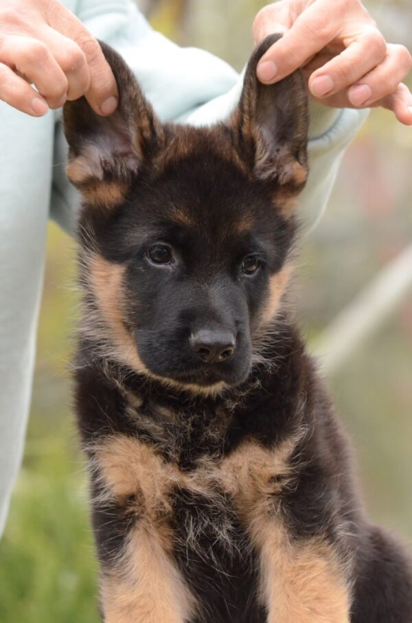 Dark German Shepherd Dark German Shepherd