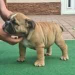 Dean-male-english-bulldog-puppy-for-sale- (1)