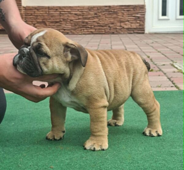 Dean English Bulldog Dean English Bulldog