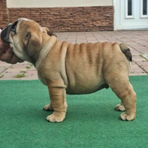 Dean English Bulldog Dean English Bulldog