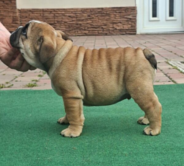 Dean English Bulldog Dean English Bulldog
