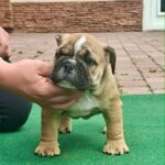 Dean-male-english-bulldog-puppy-for-sale- (3)
