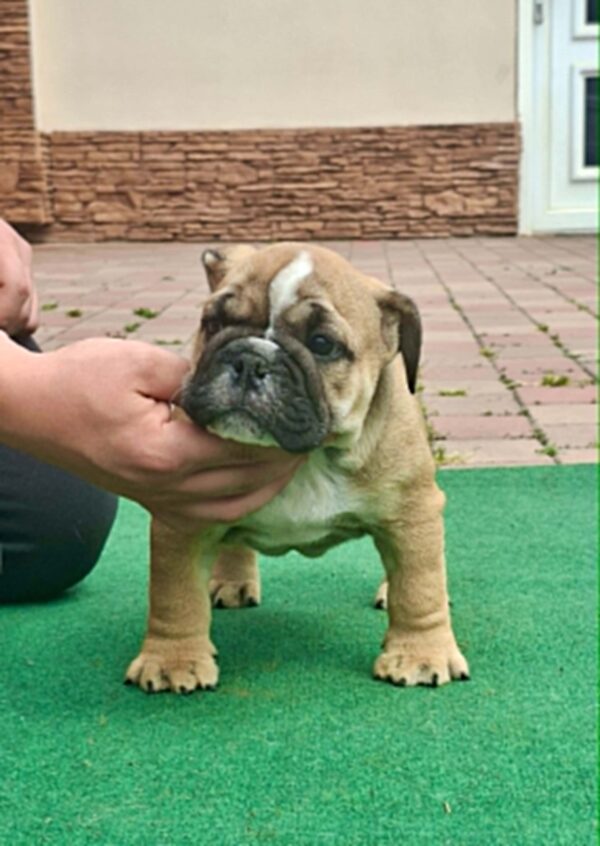 Dean English Bulldog Dean English Bulldog
