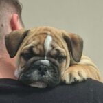 Dean-male-english-bulldog-puppy-for-sale- (4)