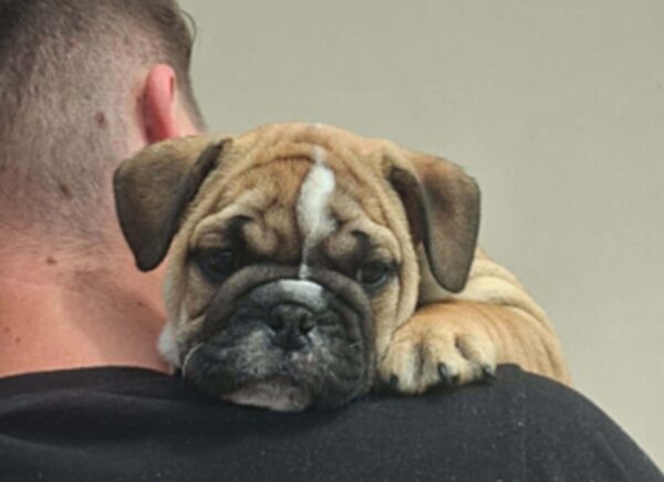 Dean English Bulldog Dean English Bulldog