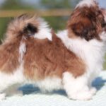 Diamanta-female-Shih-Tzu-puppy-for-sale-1