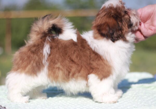 Diamanta Shih Tzu Diamanta Shih Tzu