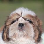 Diamanta-female-Shih-Tzu-puppy-for-sale-2
