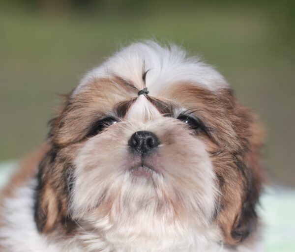 Diamanta Shih Tzu Diamanta Shih Tzu