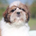 Diamanta-female-Shih-Tzu-puppy-for-sale-3