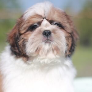 Diamanta Shih Tzu Diamanta Shih Tzu