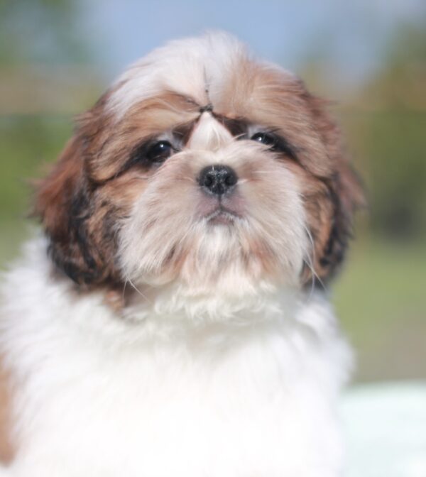 Diamanta Shih Tzu Diamanta Shih Tzu