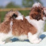 Diamanta-female-Shih-Tzu-puppy-for-sale-4