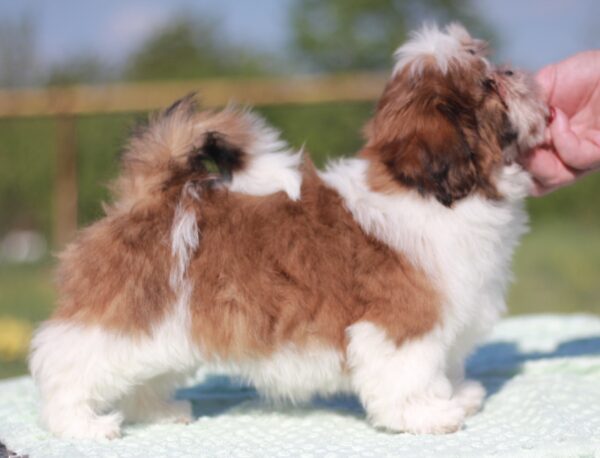 Diamanta Shih Tzu Diamanta Shih Tzu