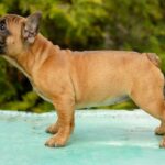 Dina-female-french-bulldog-puppy-for-sale-1 (1)