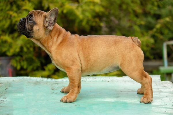 Dina French Bulldog Dina French Bulldog