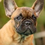 Dina-female-french-bulldog-puppy-for-sale-1 (2)