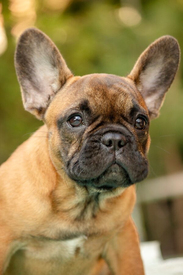 Dina French Bulldog Dina French Bulldog