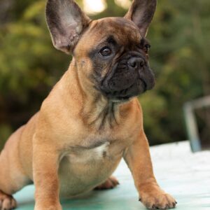 Dakota French Bulldog Dakota French Bulldog