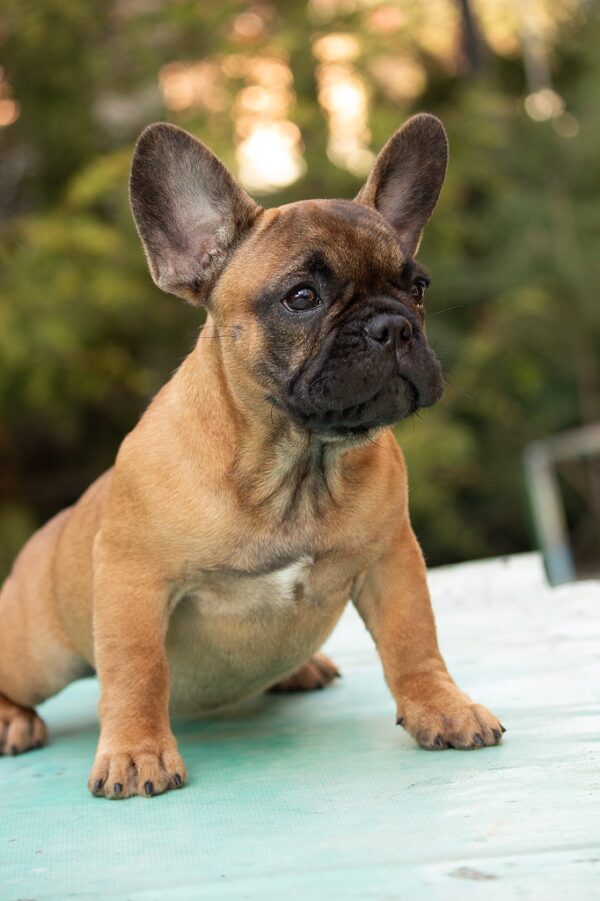 Dina French Bulldog Dina French Bulldog