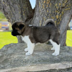 Dini American Akita Dini American Akita