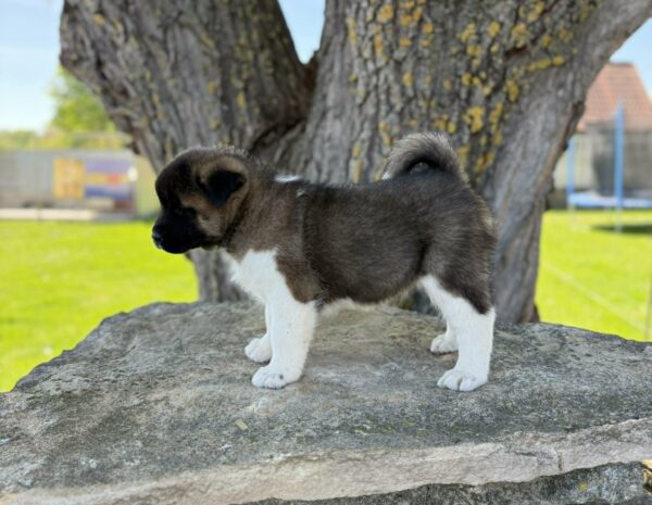 Dini American Akita Dini American Akita